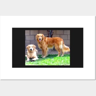 Two Golden Retriever Dogs Posters and Art